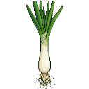 Calçot